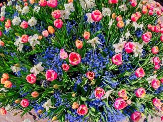 Springtime flower bed filled with red tulips and blue flowers