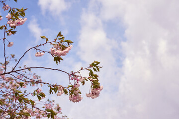 Blossoming cherry with blue sky and white clouds on background.