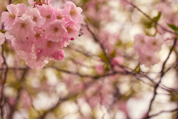 Blossoming cherry with blurred trees in the background.