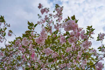 Blossoming cherry with blue sky and white clouds on background.