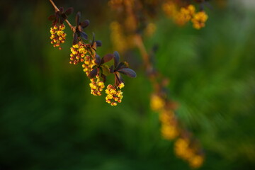 Barberry bush with small purple leaves and yellow flowers grows in a spring garden. Fresh vivid green grass around