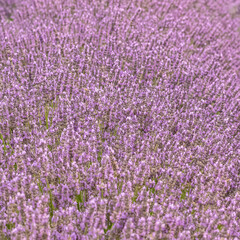 Lavender flowers in Provence, purple background
