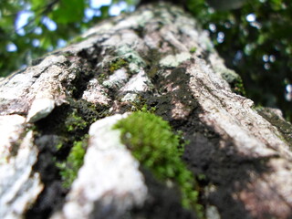 Water slime on a tree