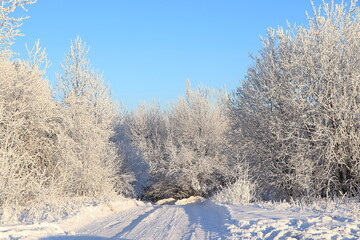 Russian nature in winter, New Year background. Road in the forest, tree branches are covered with snow, severe frost and low temperatures. This is a beautiful winter banner,
