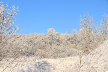 Russian nature in winter, Christmas background. Forest after snowfall, branches of trees are covered with snow, severe frost and low temperatures. This is a beautiful winter banner,