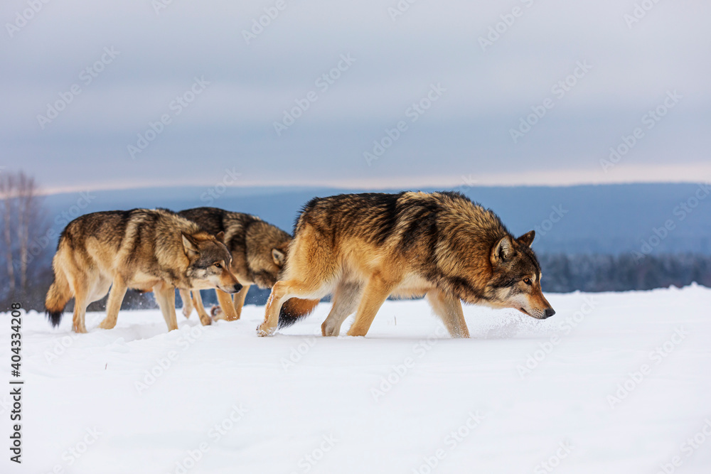 Poster male gray wolf (canis lupus) the pack pulls through the landscape