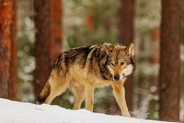 male gray wolf (Canis lupus) coming out of the forest to the snow