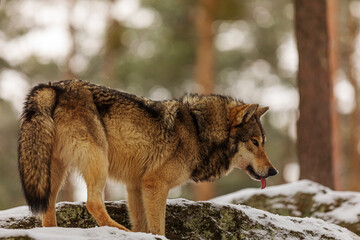 Obraz premium male gray wolf (Canis lupus) eagerly licks his snout waiting for what will happen next