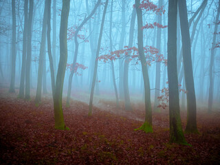 Mysterious foggy forest, oak trees, foliage, leafs,fog,tree trunks, gloomy landscape. Eastern Europe.  .