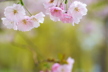 Blossoming cherry with blurred trees in the background.