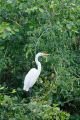 Fototapeta premium Grande Aigrette perchée dans les fourrés - Guyane française
