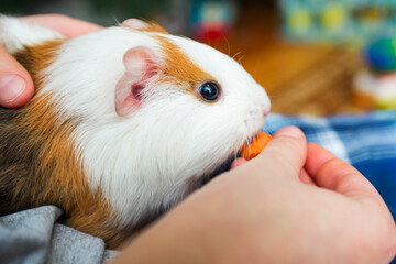 A child is feeding a funny Guinea pig. Guinea pig eating a carrot