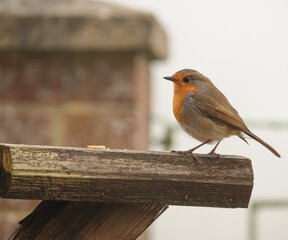 robin red breast perched on a wooden feeder tray with a mealworm 