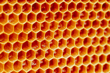 Background texture and pattern of a section of wax honeycomb from a bee hive filled with golden honey i