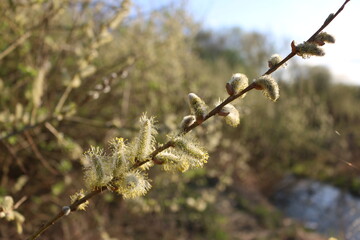 Blooming fluffy willow branches in spring close-up on nature macro