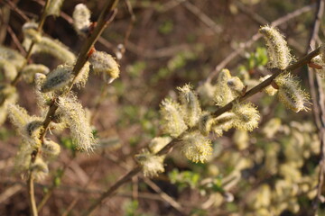 Blooming fluffy willow branches in spring close-up on nature macro