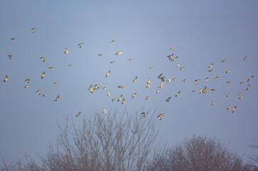 a flock of hundreds of airborn Goldfinches under a deep blue spring sky 