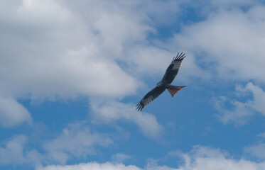 Fototapeta na wymiar red kite soaring in a blue and white cloud winter UK sky