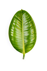 Green leaf of ficus on white background