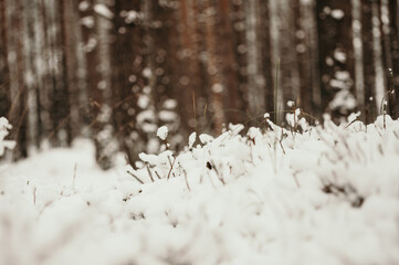 Winter mood in the snowy pine forest.
