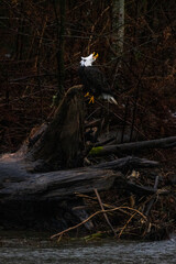Majestic American bald eagle bird sits on tree trunk by the river and calls out in rain in Pacific Northwest USA