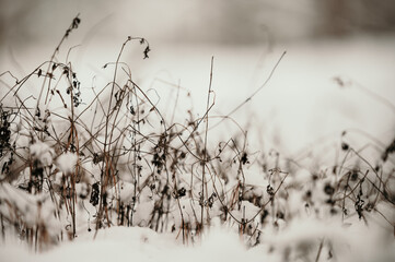 Winter mood in the snowy pine forest.
