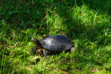 A Native Florida Turtle by a Pond
