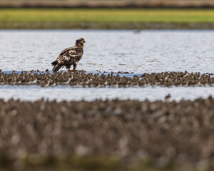 Juvenile majestic American bald eagle bird stands in a shallow lake surrounded by large flock of small birds on a farm in Pacific Northwest USA