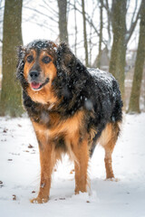 Portrait of a beautiful full-length dog, a German Shepherd in the snow on a winter day. Vertical photo