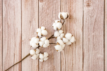 cotton branch on wooden background