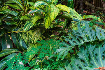 Philodendron and Various Plants in the Wild
