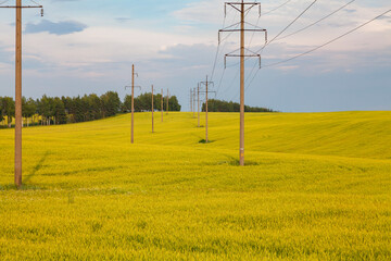 Concrete power line poles in a wheat field