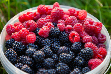 Ripe raspberries and blackberries in a plastic bucket