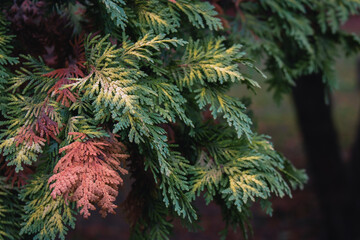 Green branches of an ornamental shrub thuja (Latin Thuja) on a blurred background.