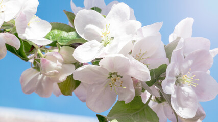 Springtime. Apple blossom. Beautiful gentle spring background. lush white flowers. Close up.