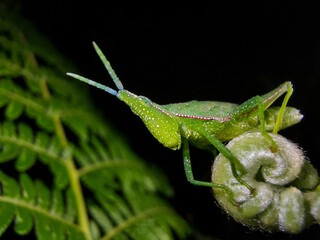 grasshopper on a leaf