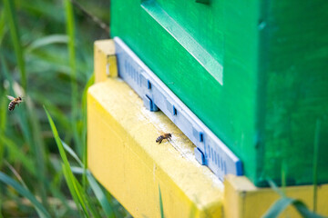Bees flying into the hive. Spring and plant pollination. Plastic hives for beneficial insects.