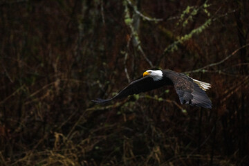 Portrait of majestic American bald eagle bird flying with large wings outstretched in the dark rainy forest in Pacific Northwest USA