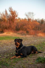 Huge black rottweiler lying in green grass during the autumn sunset.