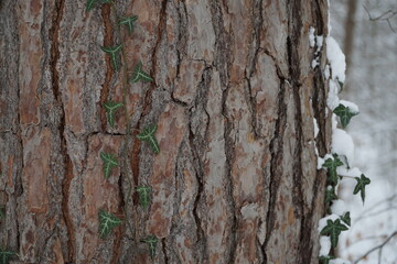 Efeublatt im Winter