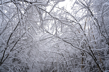 Icy and snow-covered forest in Polish mountains during a frosty January day. Kłodzko area