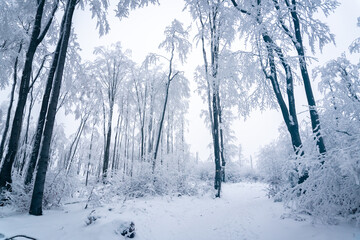Icy and snow-covered forest in Polish mountains during a frosty January day. Kłodzko area - obrazy, fototapety, plakaty
