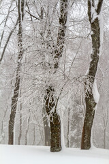 Urkiola forest snowed in winter, Biscay, Basque Country