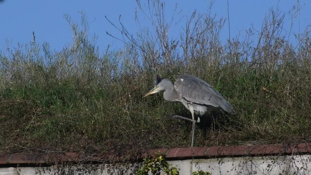 Gray Heron in Citadel Park in Berlin Spandau from November 8, 2020, Germany