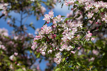 Japanese Cherry