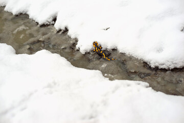 Salamander in an icy stream.