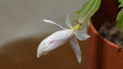 Obraz premium Christmas Cactus Flower