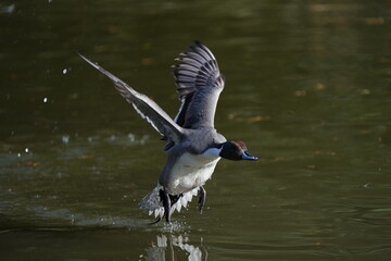 northern pintail in flight