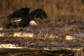 Portrait of majestic American bald eagle bird flying at golden sunrise or sunset landscape with large wings outstretched carrying food in talons in the forest in Pacific Northwest USA
