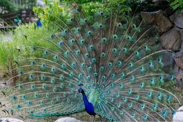 Obraz premium The Indian Peafowl (Pavo cristatus)